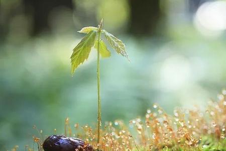 苔花的意思