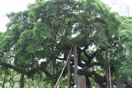 榕树在北方能活吗
