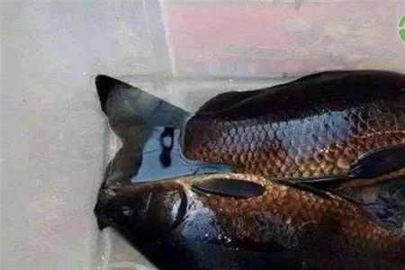 乌龟粮食可以喂鲫鱼吗