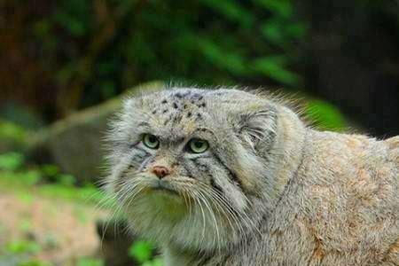 兔狲和狸花猫哪个厉害