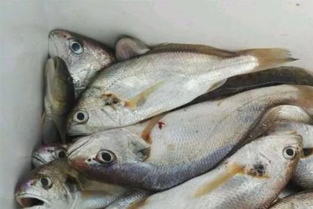 海钓黄姑鱼绝密配方