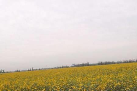 全国最大菊芋种植基地