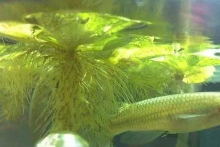 观背青鳉能和玛丽鱼一起养吗