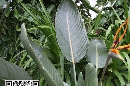 天堂鸟生长旺季在几月份