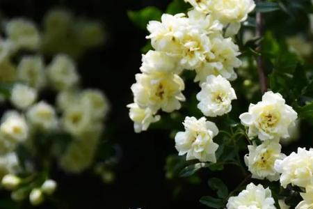 满屋花香惹人醉下一句