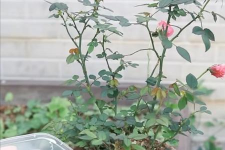 纳豆如何浇花用