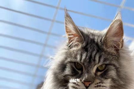 缅因猫为什么会跳楼