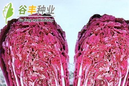 柳州哪里有蔬菜种子卖