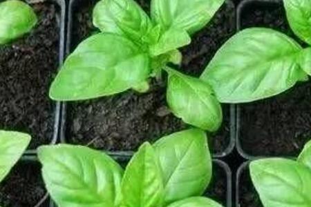 罗勒和香柳哪个好吃
