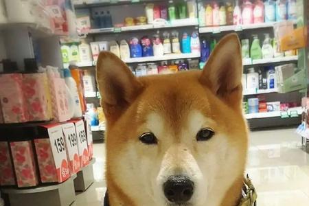 柴犬的天性有多可怕