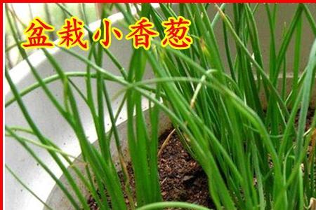 小葱籽怎么种盆栽