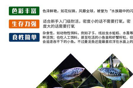 蓝曼龙一直在水面不动