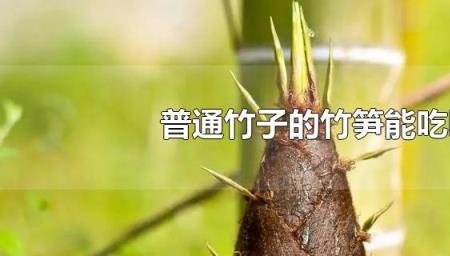 什么竹子的竹笋不能吃