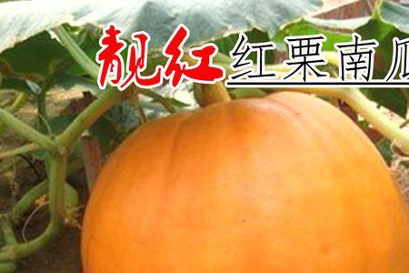喂猪的南瓜种子有哪些品种