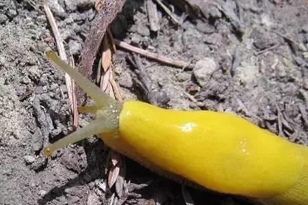 鼻涕虫繁殖快吗