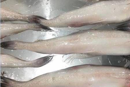 豆腐鱼为什么一被拉出海就会死