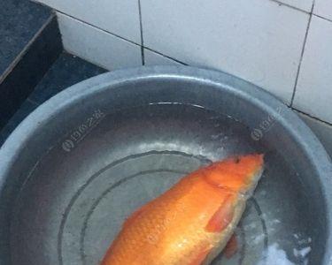 水库抛鲤鱼几月份好