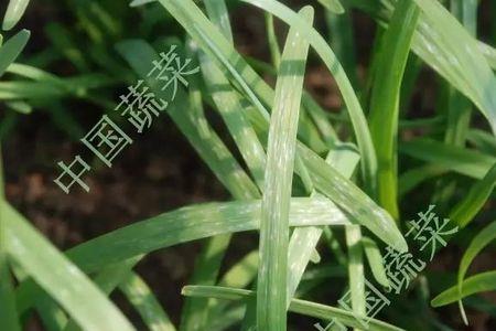 叶菜能喷敌杀死吗