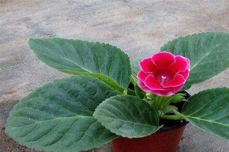 金芙蓉花养殖方法