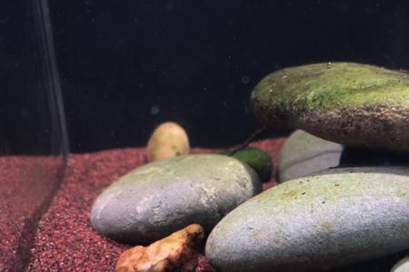 淡水缸要爆藻吗