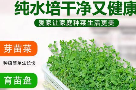 育苗盘种菜适合哪些种子