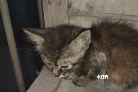 流浪猫一般小奶猫多大
