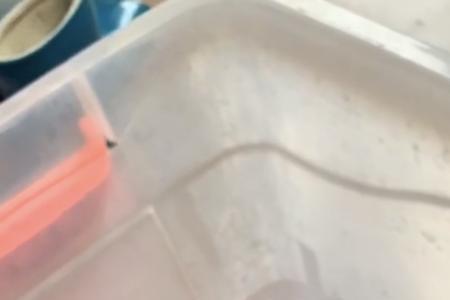 白龟十大最好养殖方法