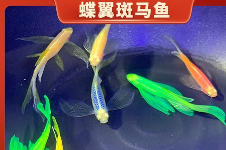斑马鱼的养殖密度