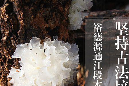 椴木银耳种植多少年