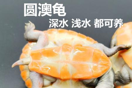 圆澳龟成体多大