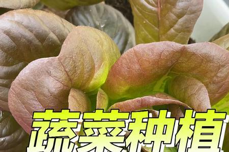 广东蔬菜种植时间