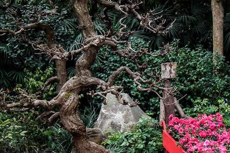 成都花展门票多少