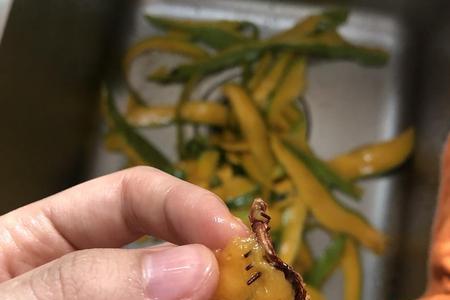 芒果苗根断了一半能否活
