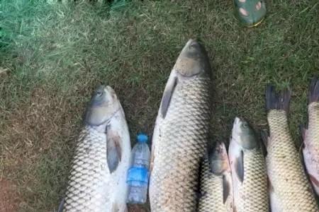 乌青可以钓浮吗