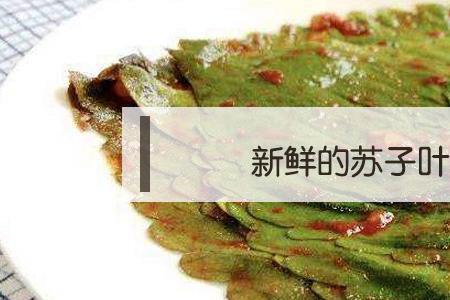 苏子怎么吃法大全