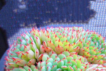 多肉植物小红船养护方法