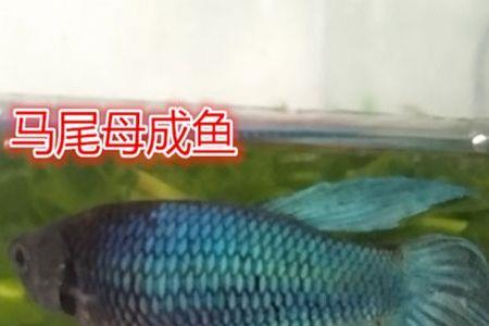 观赏鱼活体运输几天不死
