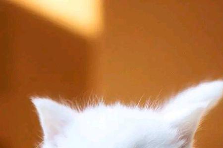 小奶猫能看闪光灯嘛