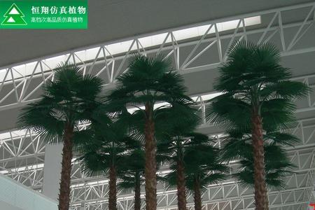 蕉乐和小椰树选哪款