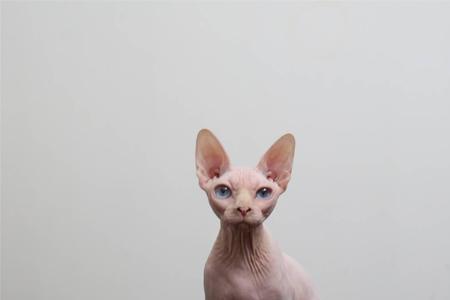 无毛猫粉皮白皮的区别