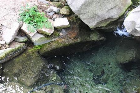 清炖泉水的做法