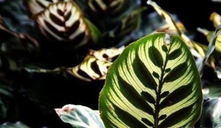 孔雀竹芋叶面喷水用什么水