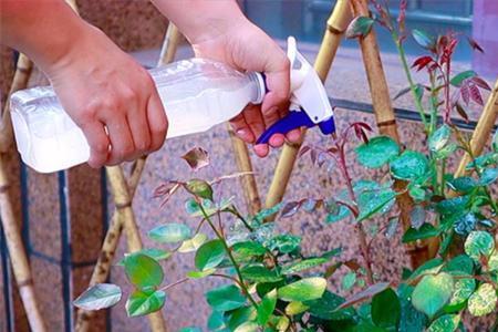 吡虫啉家庭盆栽使用方法