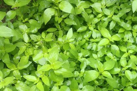 广东7月份可以种荆芥吗