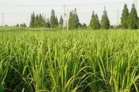 茭白种屋顶可以种吗