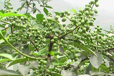 南方哪里适合种植青花椒