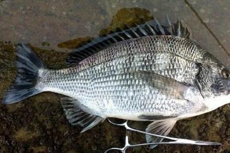 钓黄鳍鲷如何挂死虾