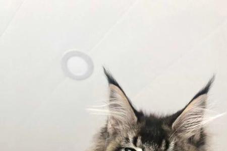 缅因猫一年以后还能爆毛吗