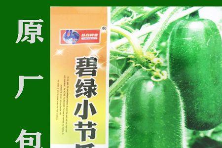 毛节瓜高产种植技术