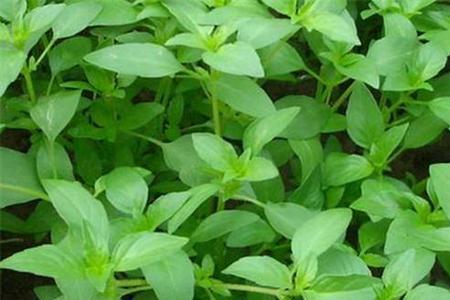 荆芥籽有几种